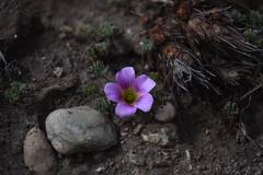 Oxalis enneaphylla