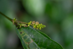 Streblus macrophyllus