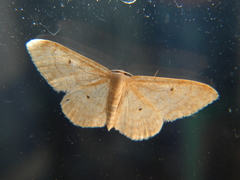 Idaea deversaria