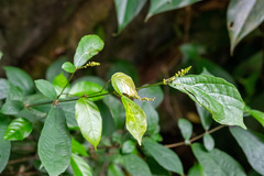 Streblus macrophyllus