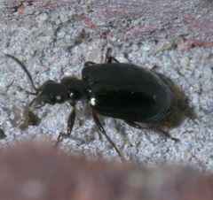 Lebia marginicollis