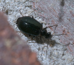 Lebia marginicollis
