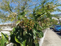 Ehretia cymosa