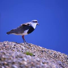 Vanellus chilensis