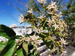 Ehretia cymosa