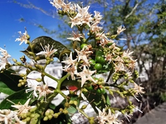 Ehretia cymosa