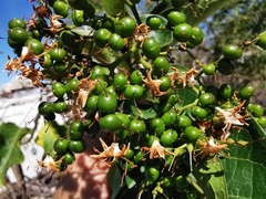 Ehretia cymosa