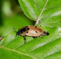 Dendroxena quadrimaculata