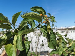 Ehretia cymosa