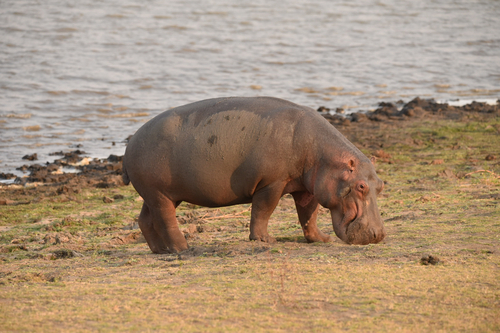 Common Hippopotamus