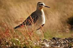 Oreopholus ruficollis