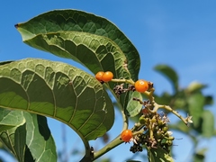 Ehretia cymosa