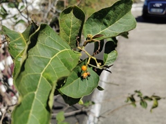 Ehretia cymosa