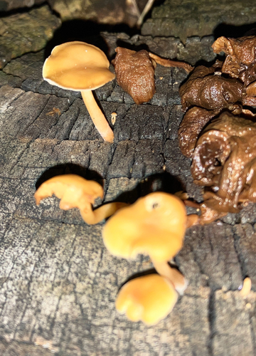 Flammulina velutipes