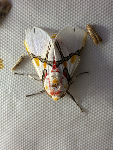 Idalus crinis