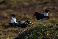 Haematopus leucopodus