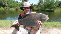 Piaractus mesopotamicus