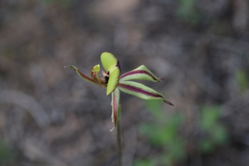 Ant Orchid (Caladenia roei)