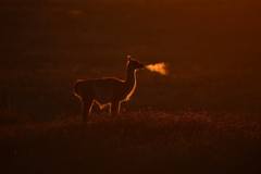 Lama guanicoe