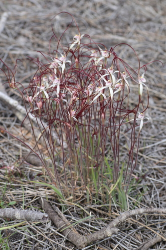 common spider orchid (Caladenia varians)