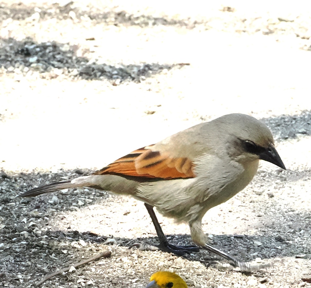 Greyish Baywing
