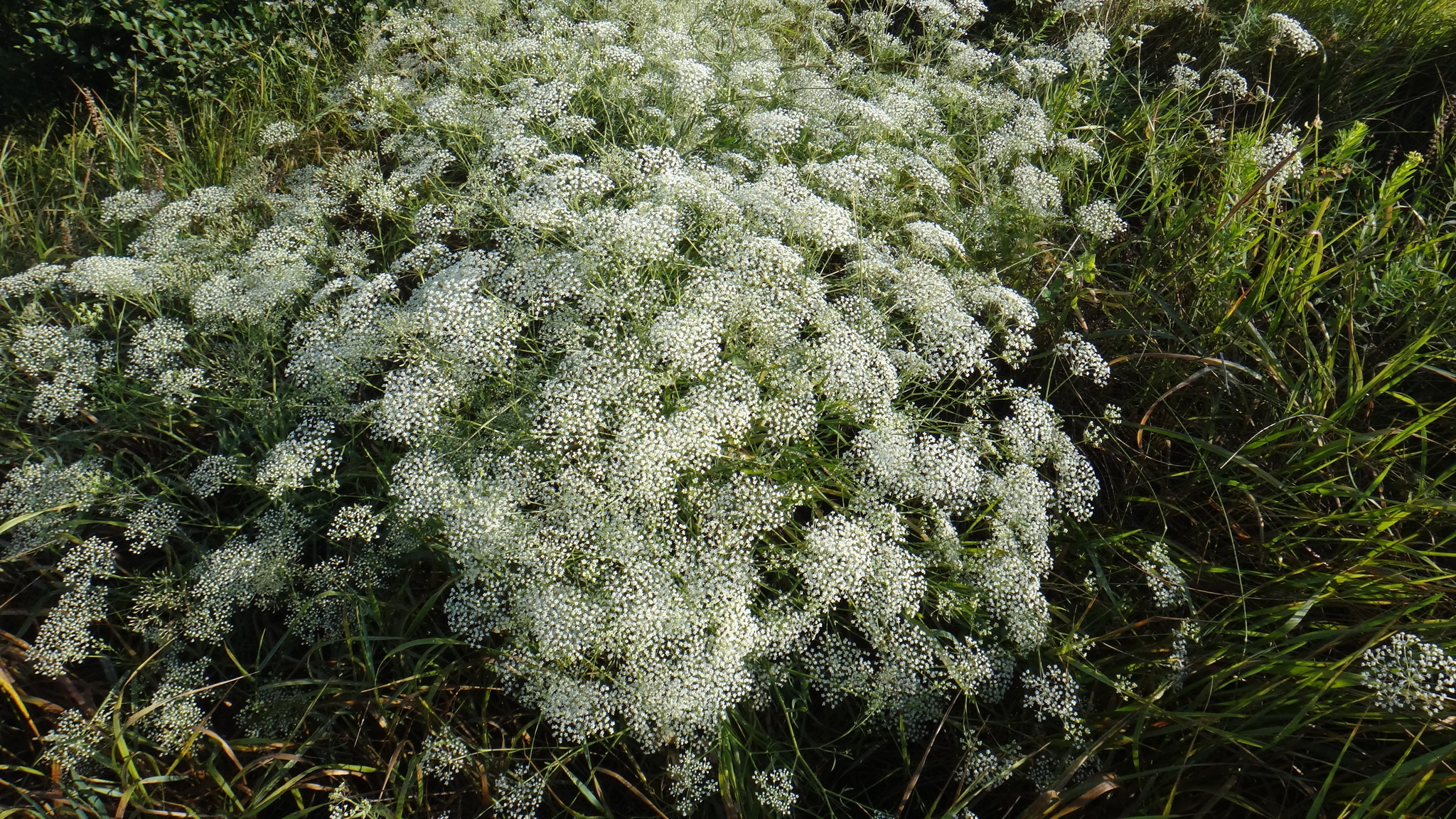 Falcaria vulgaris