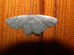 Dicrognophos sartata
