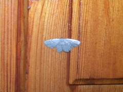 Dicrognophos sartata