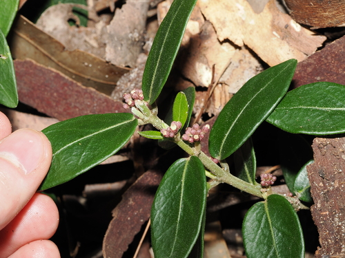 Scented Marsdenia (Leichhardtia suaveolens)