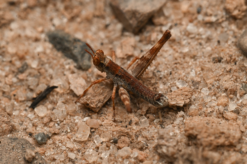 Piute Monkey Grasshopper