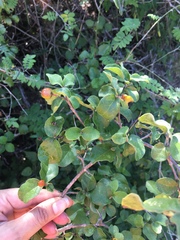 Malpighia diversifolia