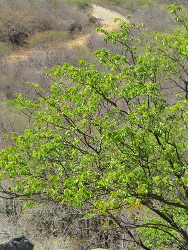 Myroxylon peruiferum
