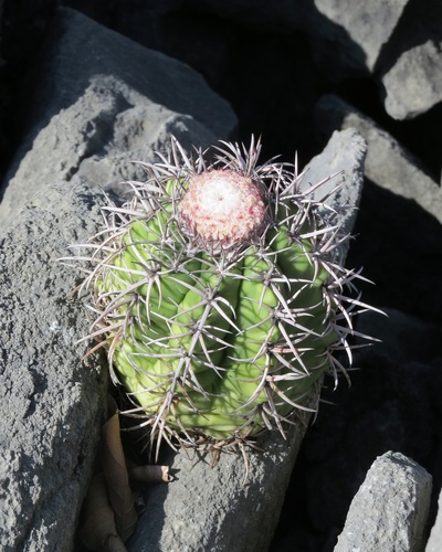 Melocactus zehntneri