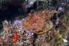 Red Scorpionfish photo 4