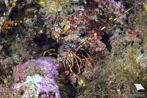 European Spiny Lobster, photo 3 of 7