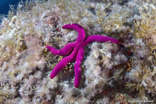 Ophidiaster ophidianus (Lamarck, 1816)