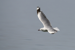 Chroicocephalus hartlaubii