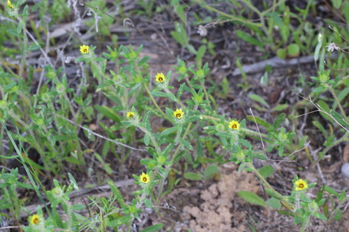 Mini Beetledaisy (Gorteria personata)