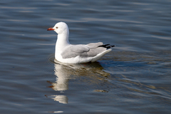 Chroicocephalus hartlaubii