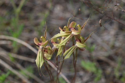Purple-veined spider orchid (Caladenia doutchiae)