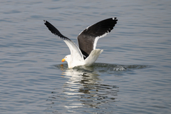 Larus dominicanus vetula