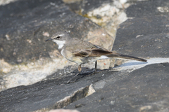 Motacilla capensis capensis