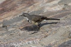 Motacilla capensis capensis