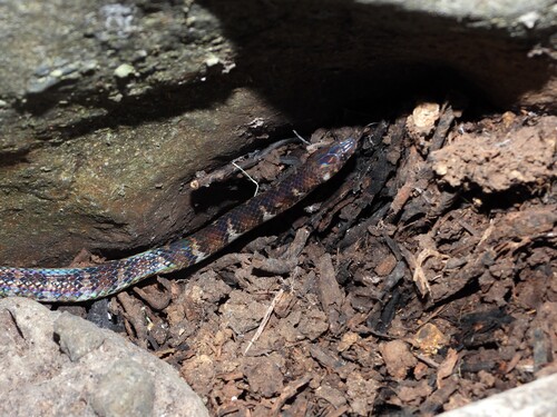 Typhon Ground Snake