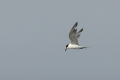 Sterna hirundo