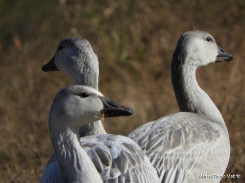 Snow Goose, photo 6 of 10