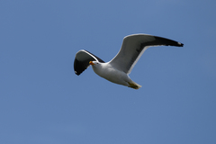 Larus dominicanus