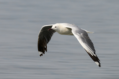 Chroicocephalus hartlaubii