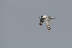 Sterna hirundo