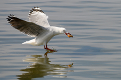 Chroicocephalus hartlaubii